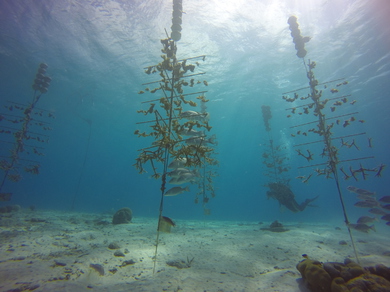 Bonaire